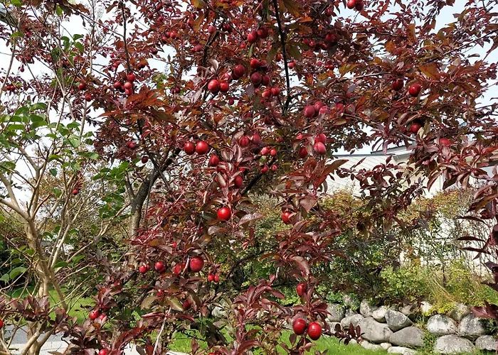 Forus 2 Bedroom Lejlighed